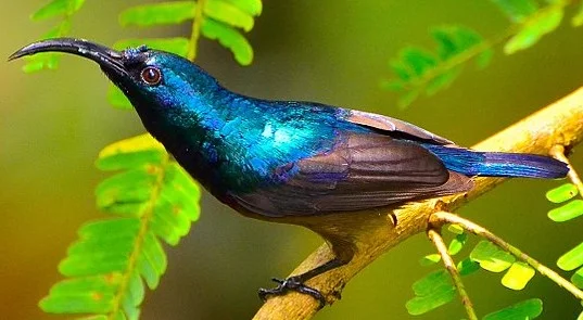 Sunbird