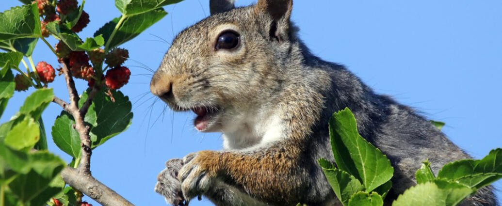 squirrel fruit tree