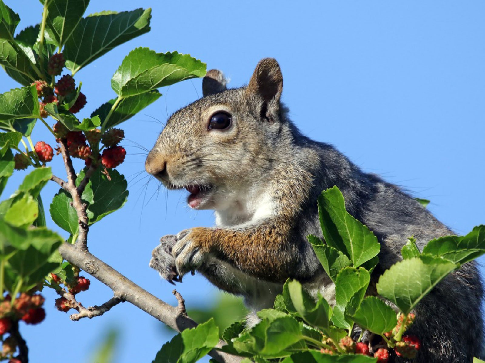squirrel-fruit-tree