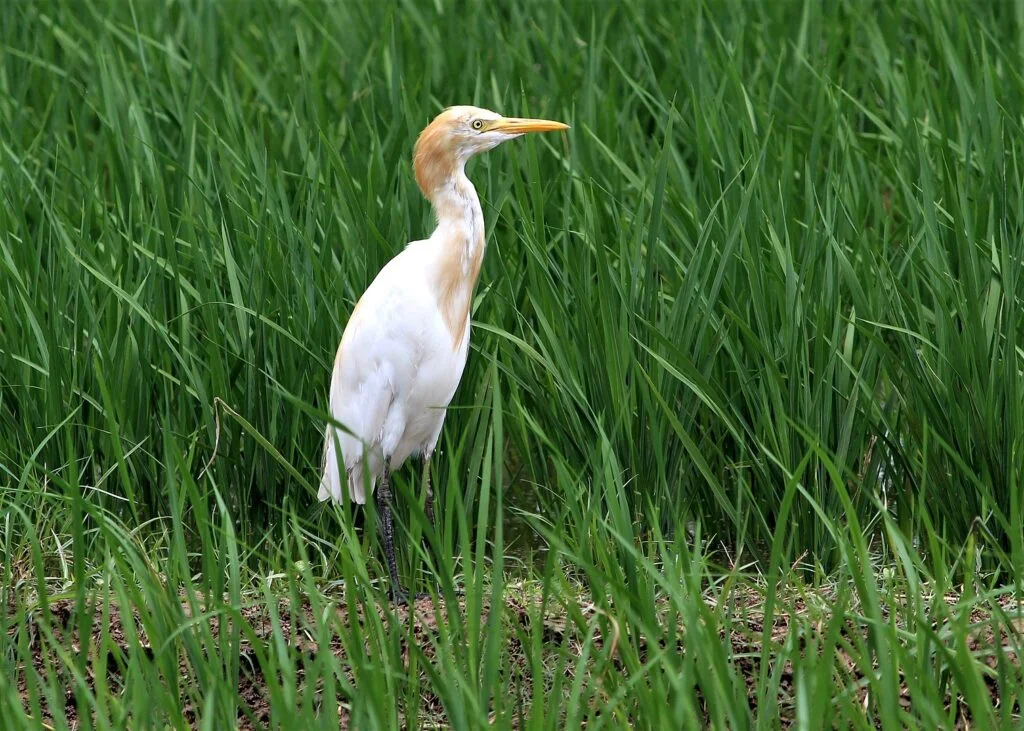 1512px Cattle egret near Chandigarh