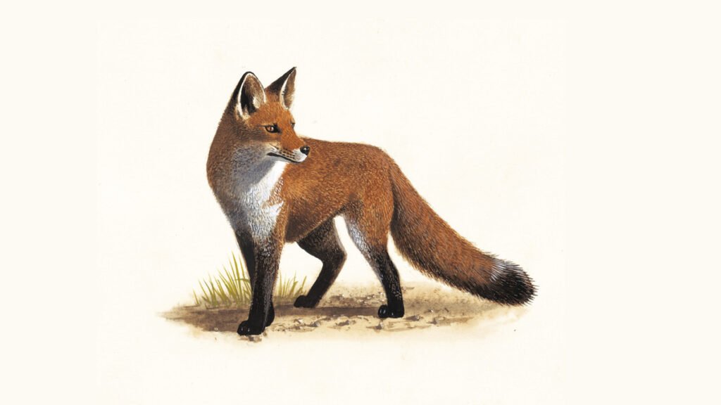 fox 1200x675