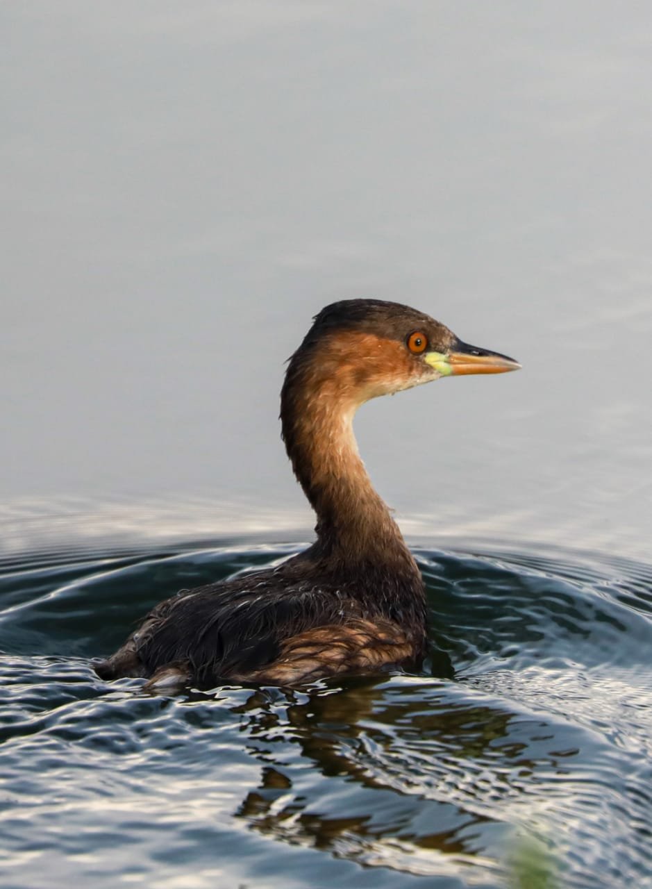 grebe2